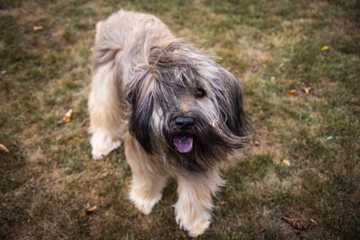 catalan sheepdog